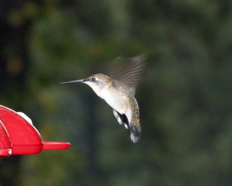 Hummer 7