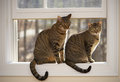 Jamaica & Nemo in the Winter Sun