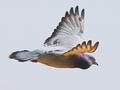 126_2630-2cropweb_filtered.jpg