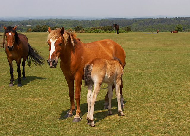New Forest Ponies, mare & foal