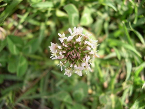 Solemn Flower