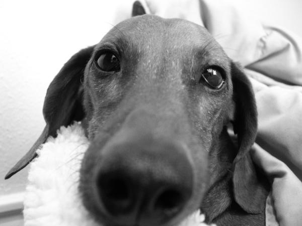 Hershey - My dog