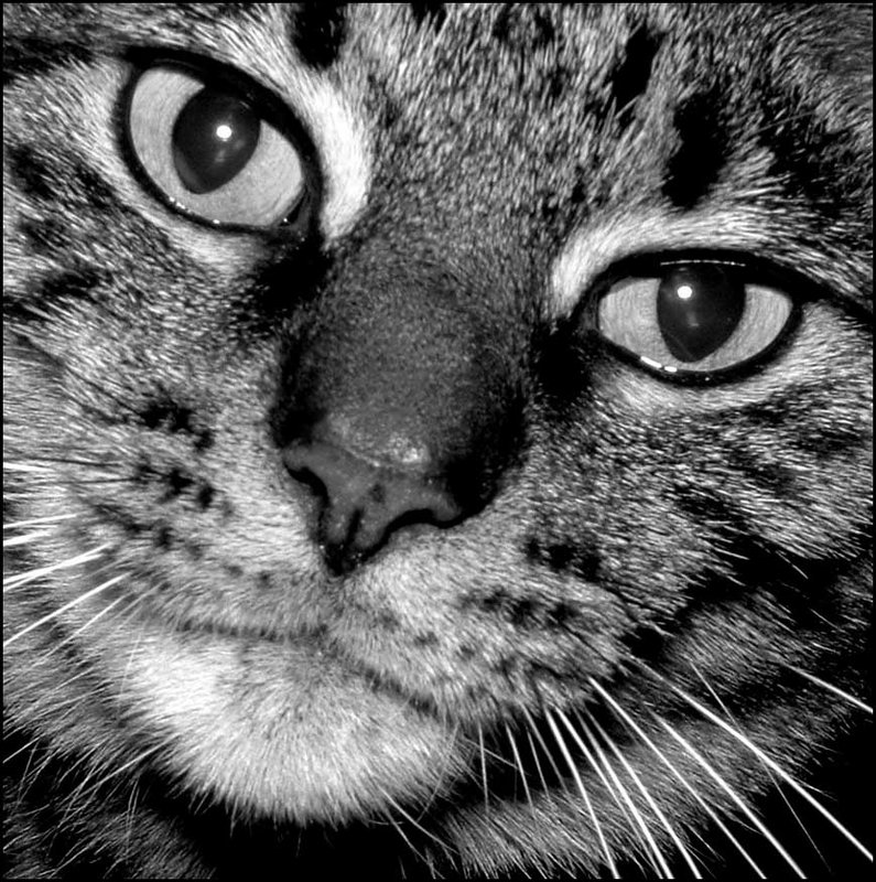 Stare