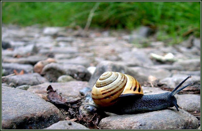 Snail