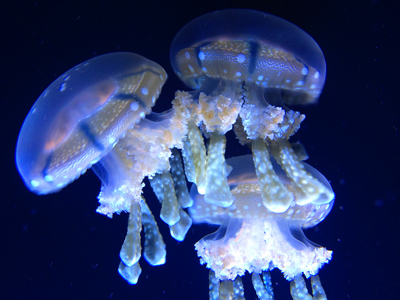Jelly Fish