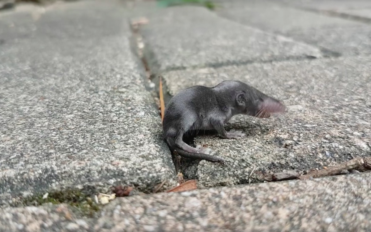 rock shrew