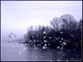 Mouettes.jpg