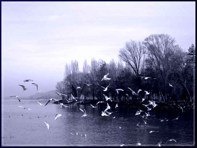 Mouettes.jpg