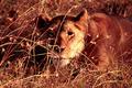 Lion in Masai Mara