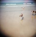 dogs