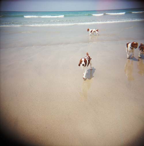 dogs