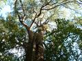 A Maitai Tree