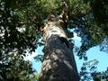 Maitai Tree
