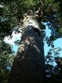 Maitai Tree