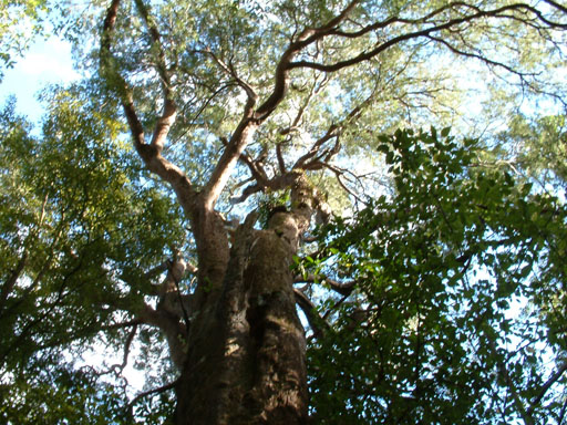 A Maitai Tree
