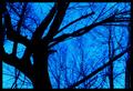 The Blue