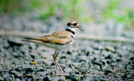 Killdeer.jpg
