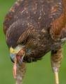 Bird Eat Bird