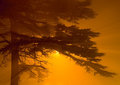 Tree Rays