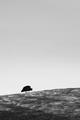 Solitary Refinement