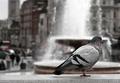 Pidgeon