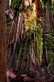 Muir Woods