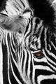Striped Mohican
