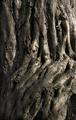 Gnarled History