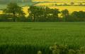 Green and Yellow Pleasant Lands