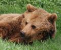Relaxing Bear