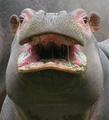 Pygmy Hippo