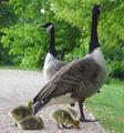 Geese and Goslings