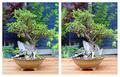 Bonsai stereo pair