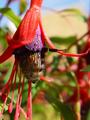 Bee Bottom
