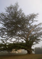 Forty Hall Cedar