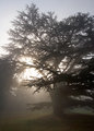 Forty Hall Cedar