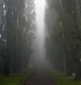 Oakwood Poplars