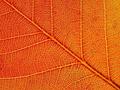 Burning Veins