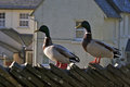 Lakeland Ducks