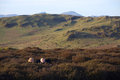 Islands in the Heather