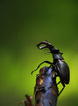 Stag Beetle.jpg