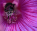 BeeBottom_640.jpg