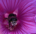 BeeBottom_640-2.jpg