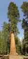 Giant Sequoia at Mariposa