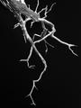 The Lightning Tree