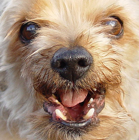 Manic Yorkie