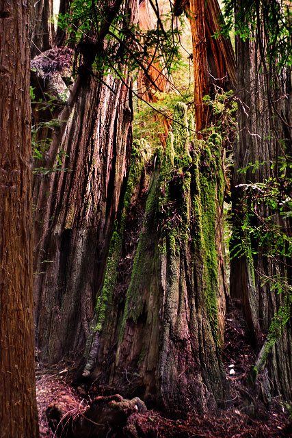 Muir Woods