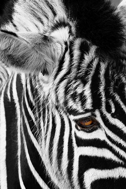 Striped Mohican