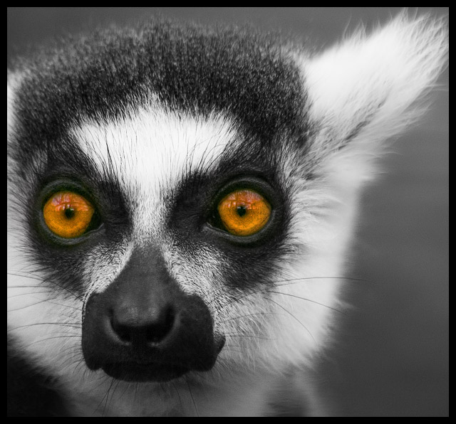 Ring Tailed Lemur