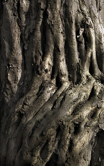 Gnarled History